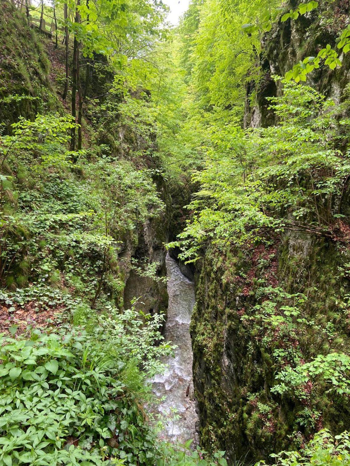 Pensiunea Craiul Muntilor-Rânca Exteriér fotografie